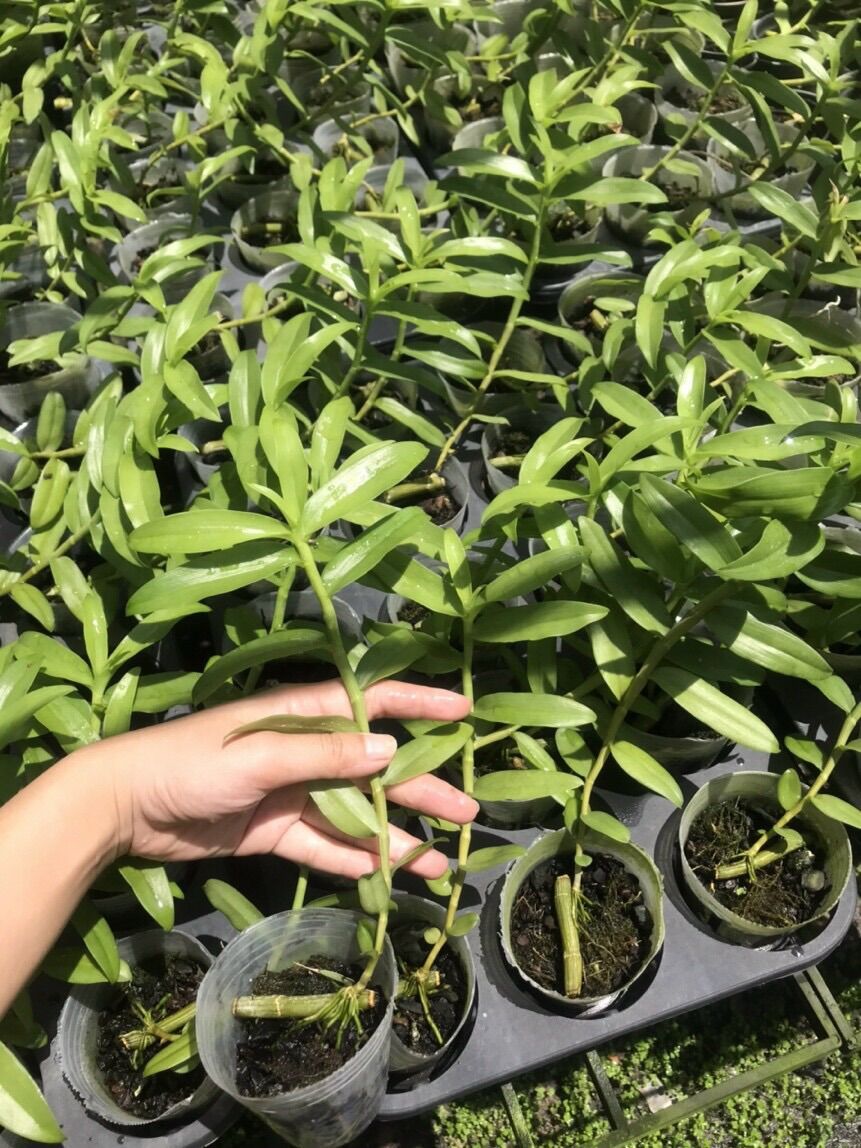 Lan Phi Điệp 5ct Họng Hồng - Cây Cao 25-30cm