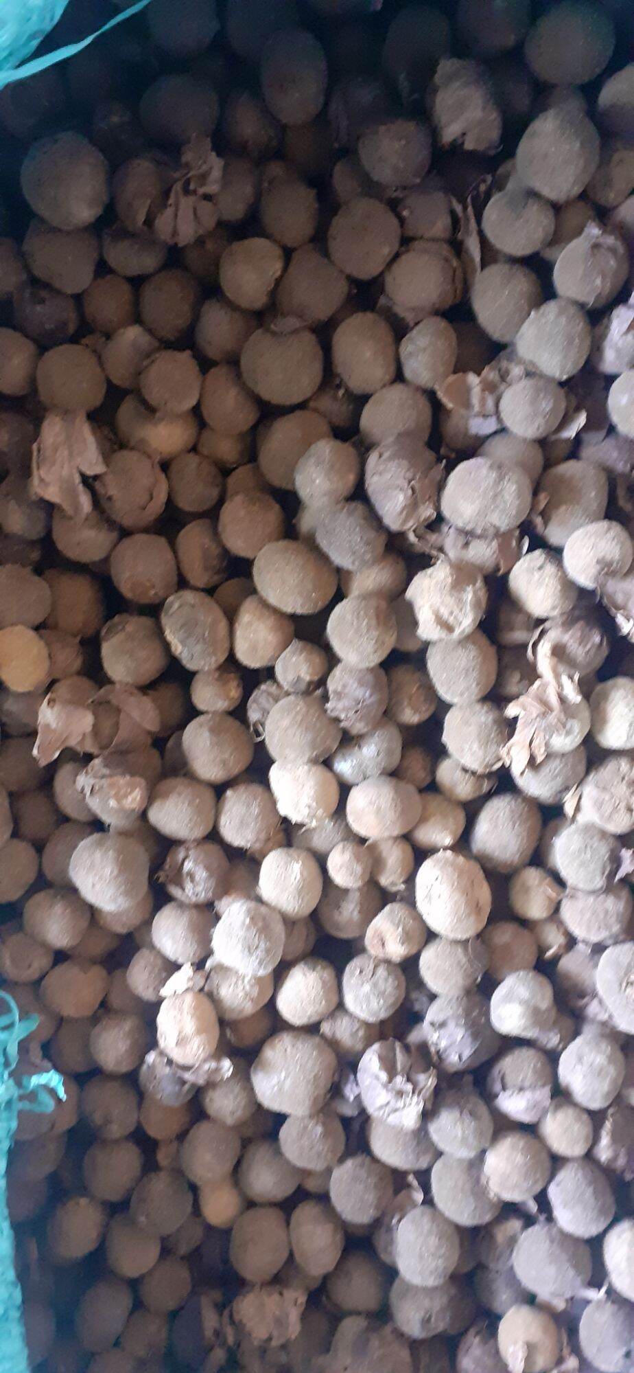 Hạt tếch giống (giá tỵ)