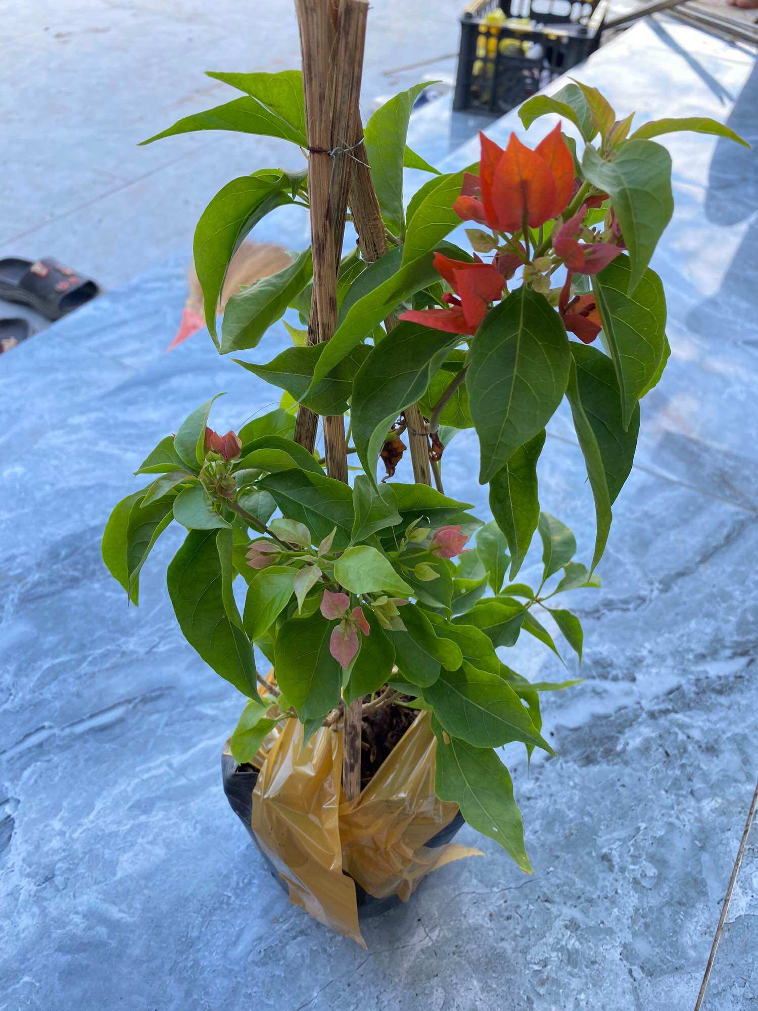 Cây hoa giấy Đỏ lửa ( nguyên bản) , thuần chậu C6, đang hoa.