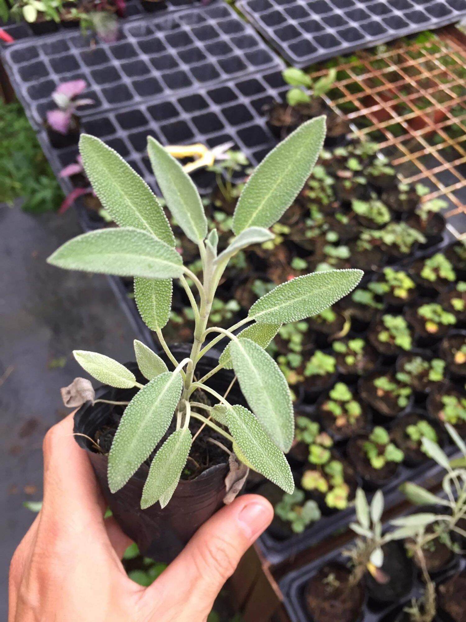Cây giống Xô thơm