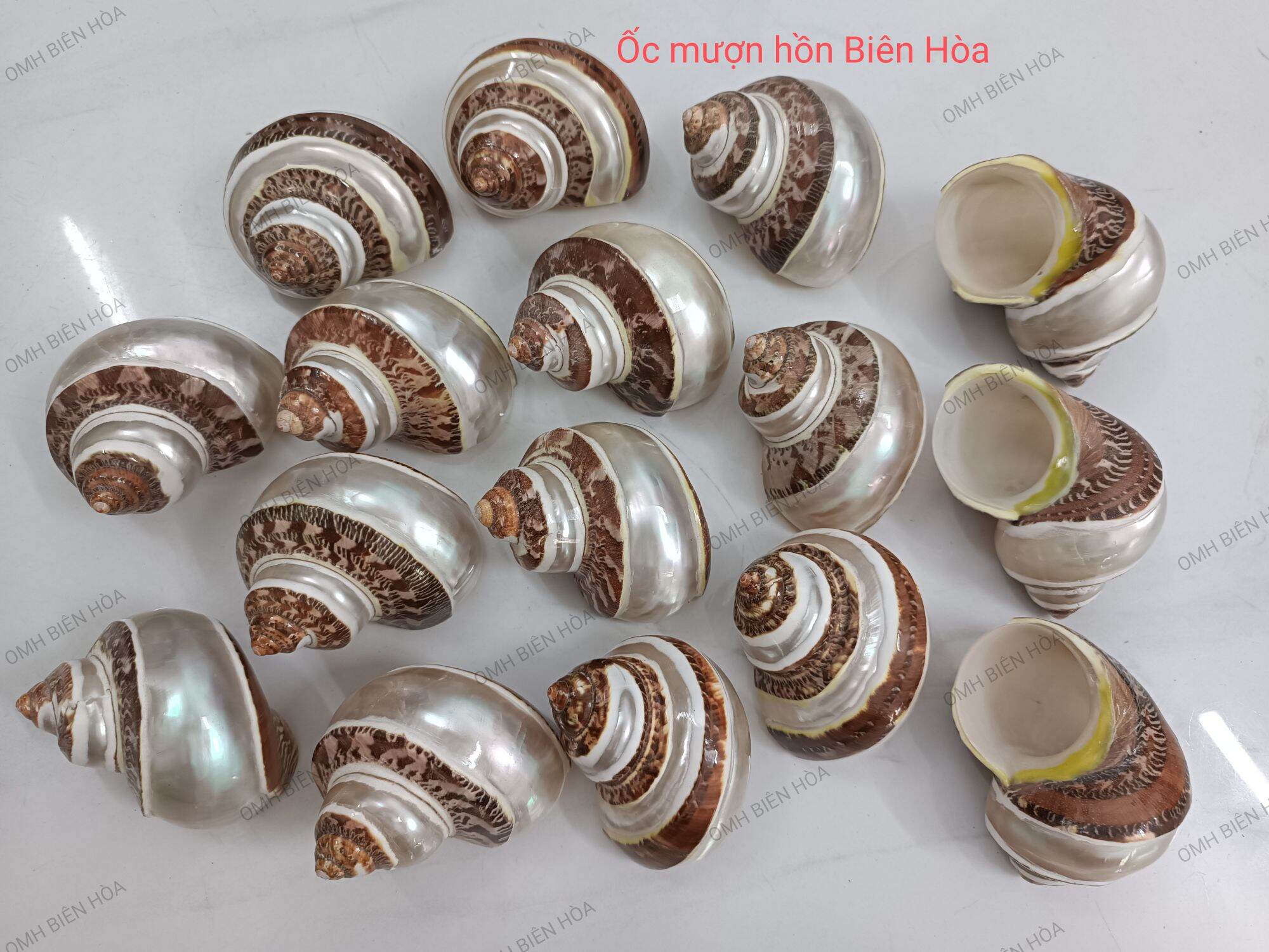 Vỏ xà cừ đỏ mài xoắn ốc. Ốc mượn hồn Biên Hòa