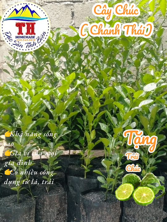 Cây Chúc( Chanh Thái) - An Giang - 30cm