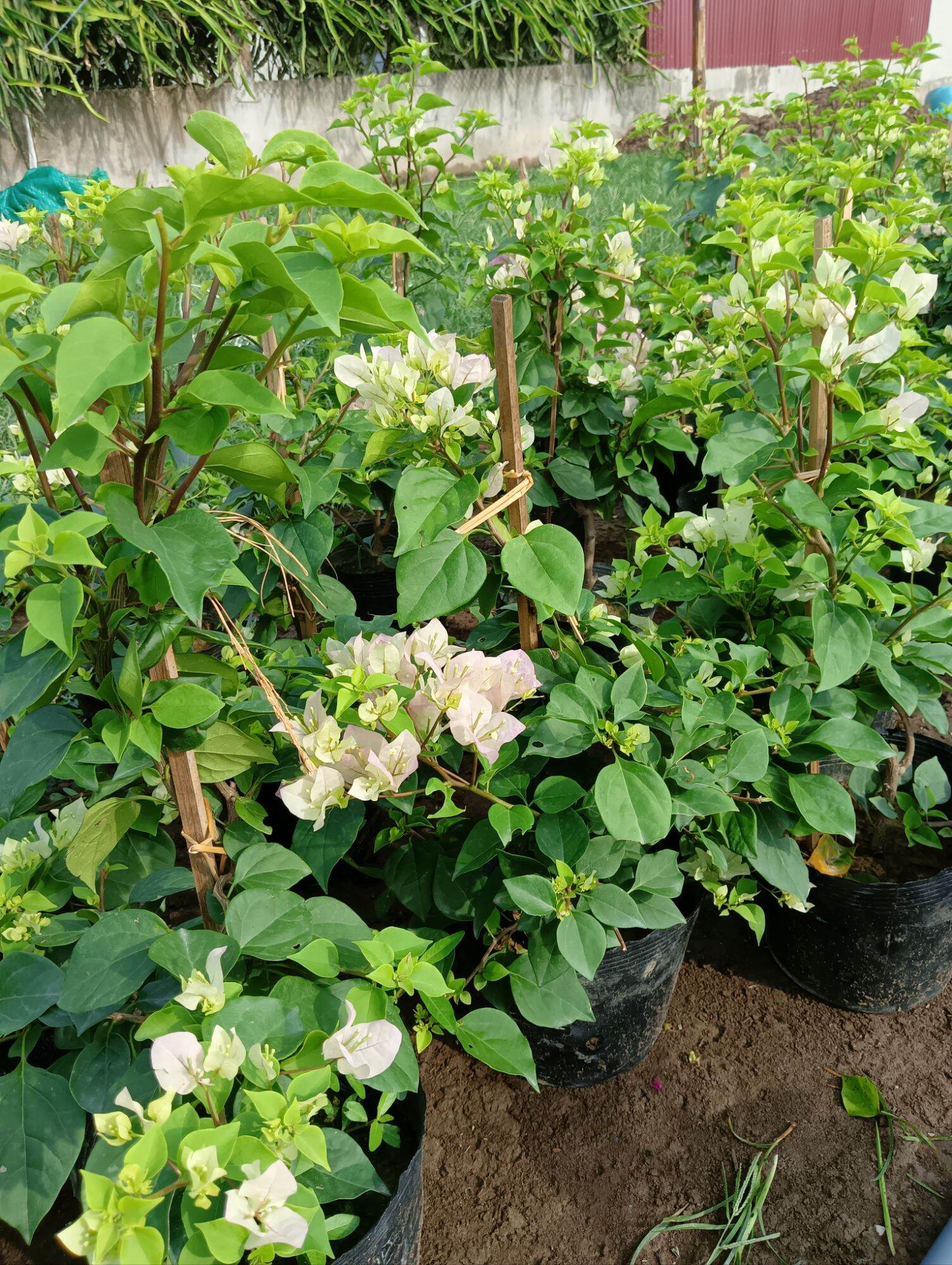 ( Em mới bán ạ)Hoa giấy Sakura nguyên bản