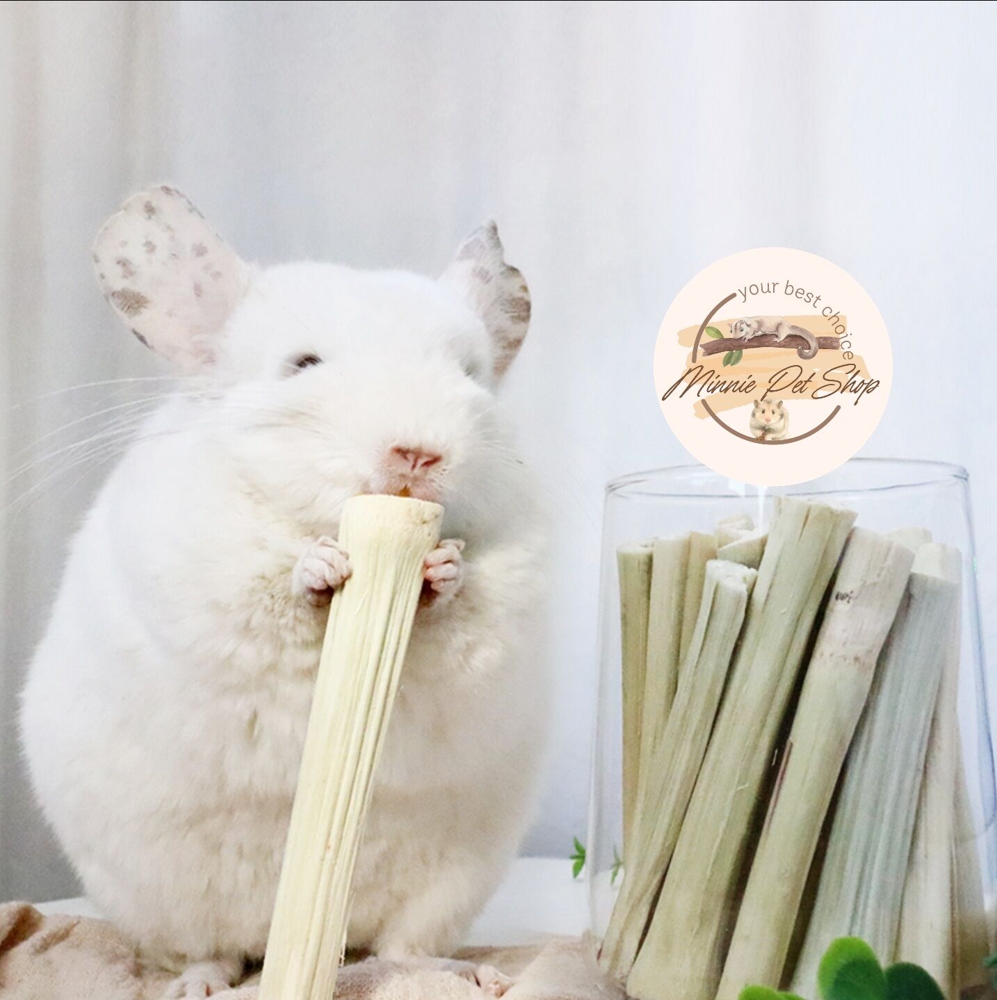 Măng tre ngọt mài răng cho hamster, soc bông, sóc đất, thỏ, bọ...