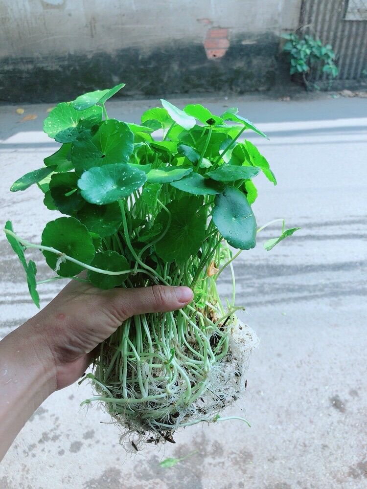 Cỏ đồng tiền trồng thủy sinh