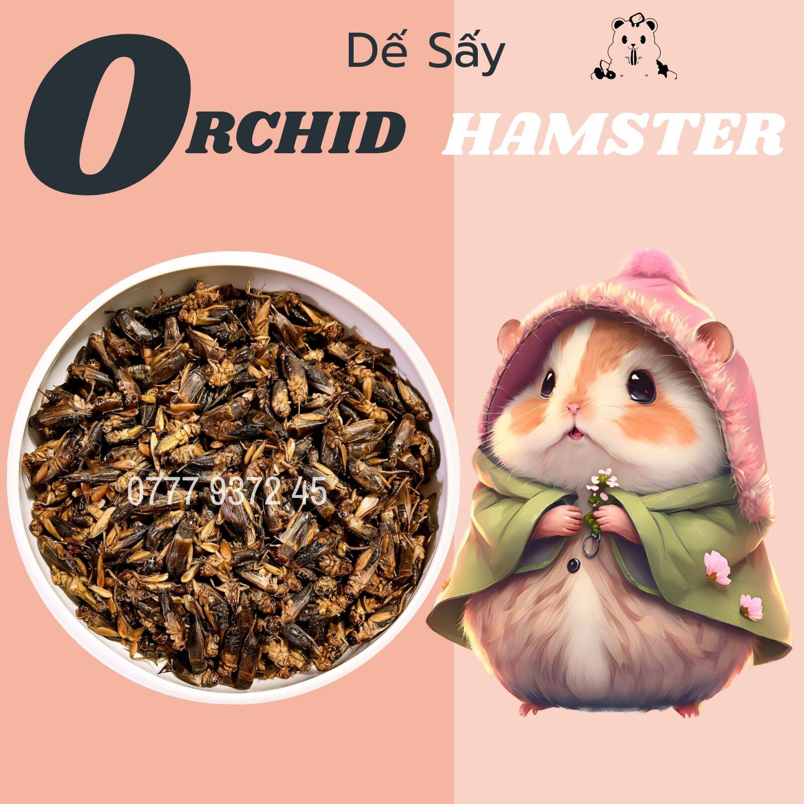 Dế sấy khô dành cho hamster