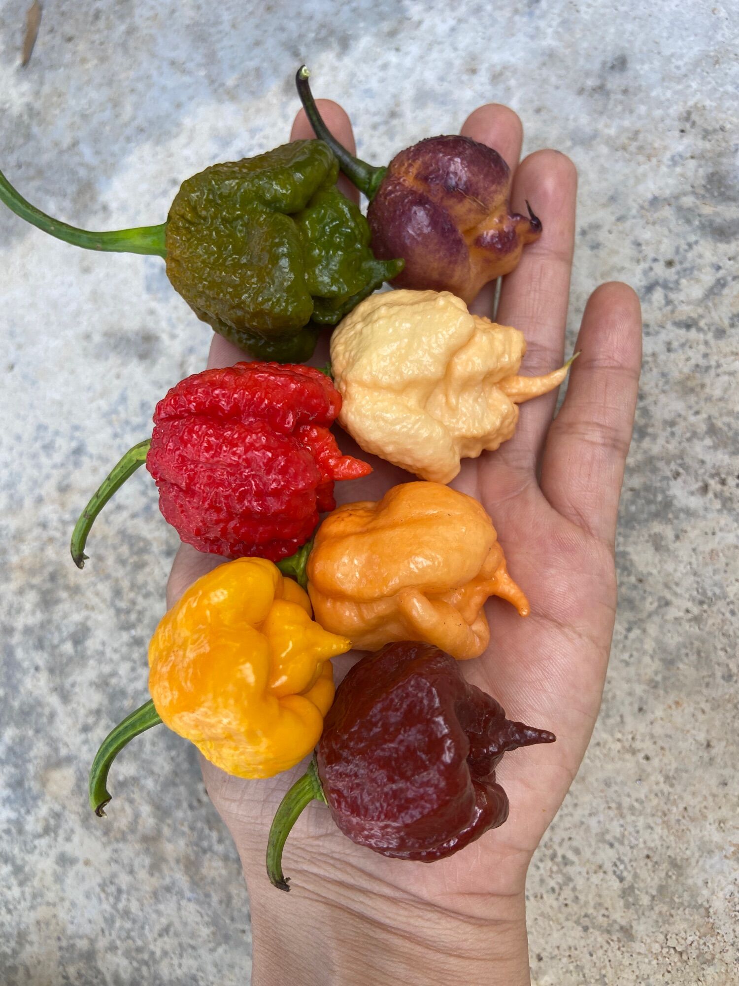 Cây Carolina reaper red, ớt cay nhất thế giới ( cây cao 20-25cm)