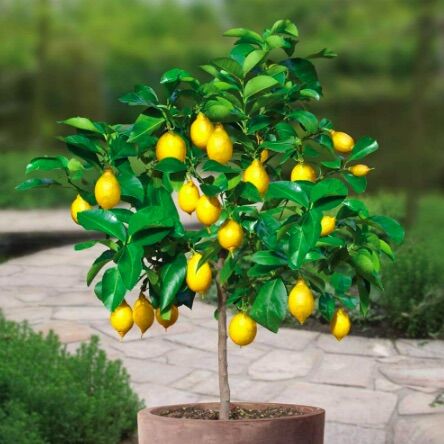 Cây giống chanh vàng Mỹ cao 25-35cm