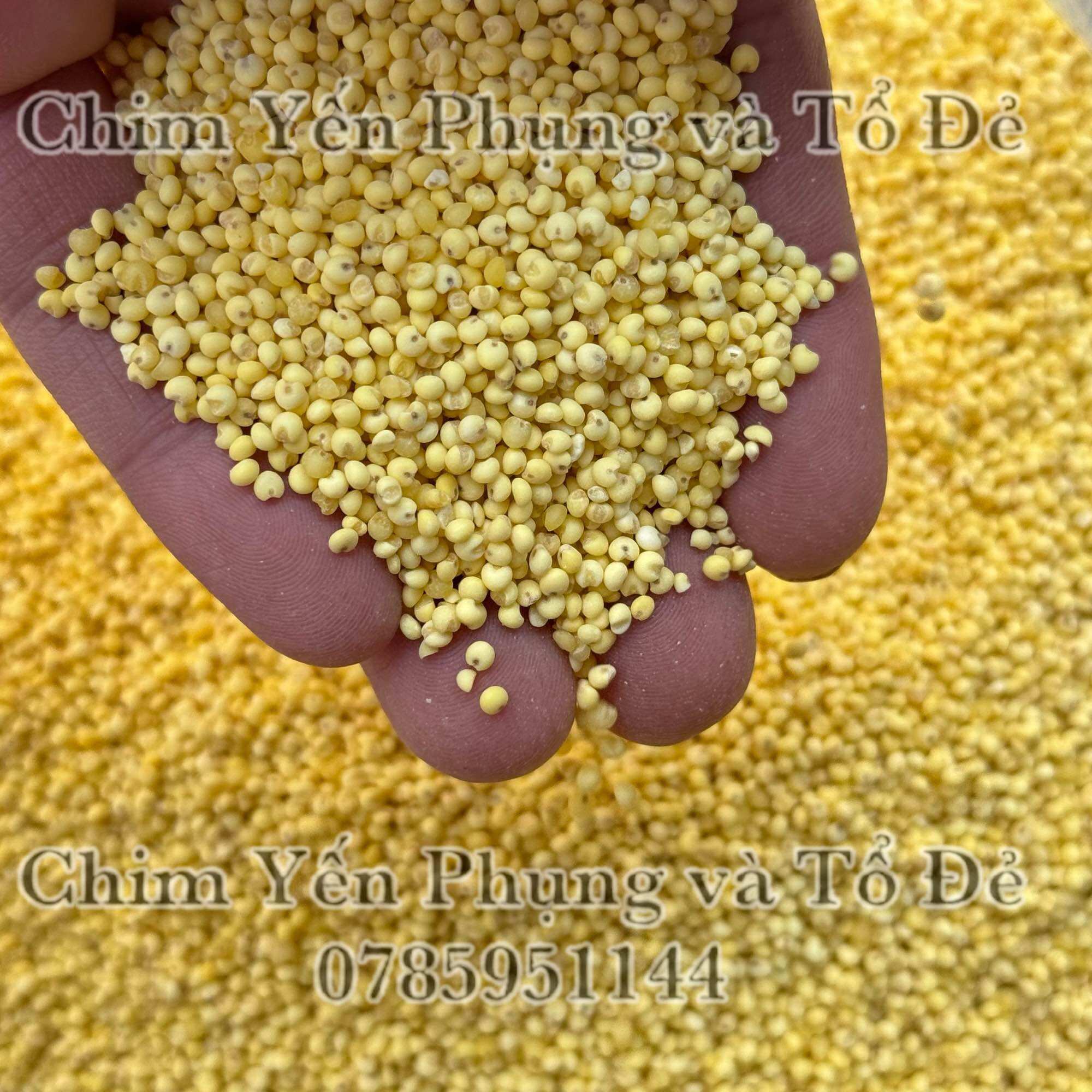 500gr hạt kê nếp vàng (đã bóc vỏ) giàu dinh dưỡng.