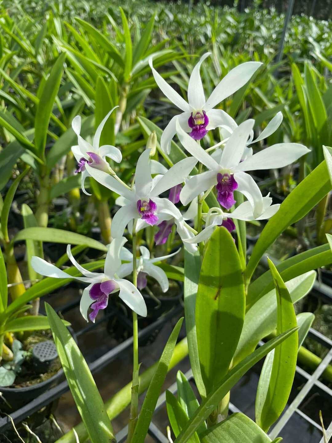Lan Denro Nắng nhiều màu