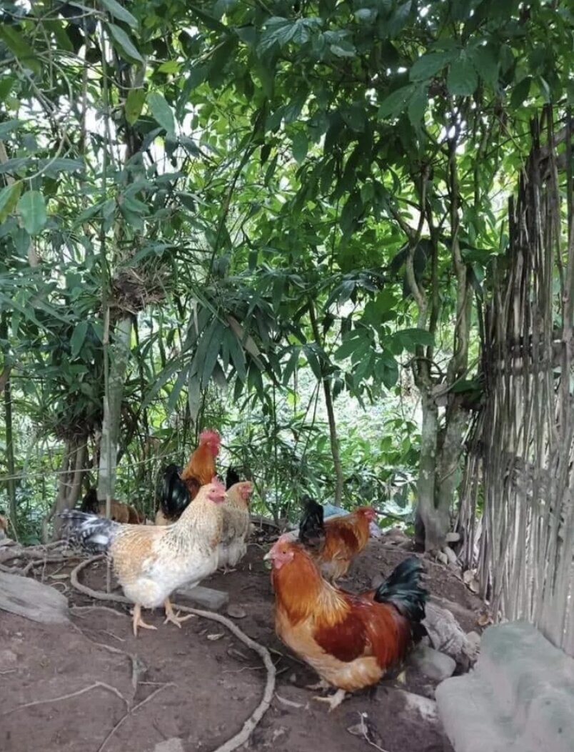 10 TRỨNG GÀ ĐỒI TIÊN YÊN( LẠC HOẶC TRỐNG KHÁCH CHỌN NHÉ)