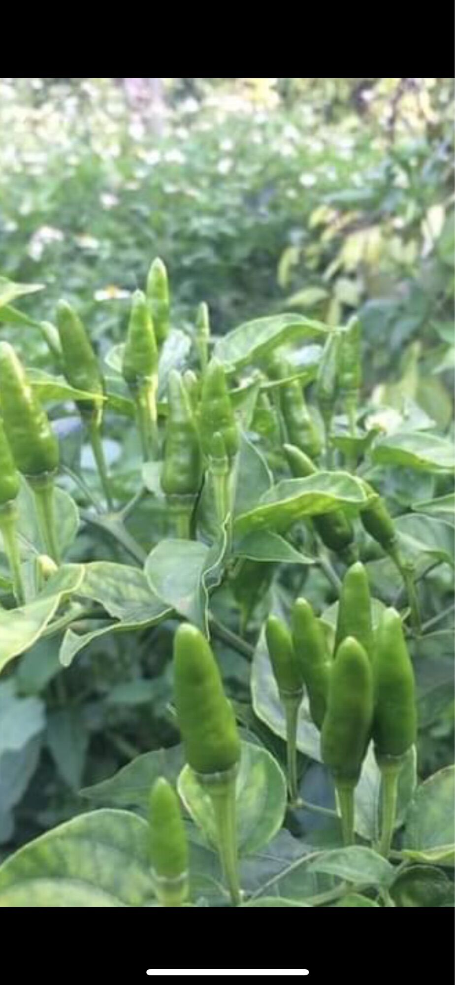 Ớt thóc Sìn Hồ Lai Châu (120k/kg)