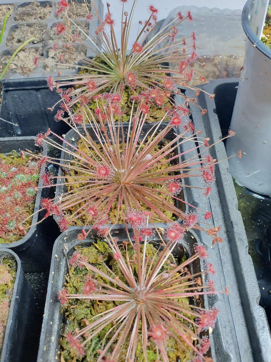 Cây gọng vó bắt mồi - bẫy keo drosera paradoxa