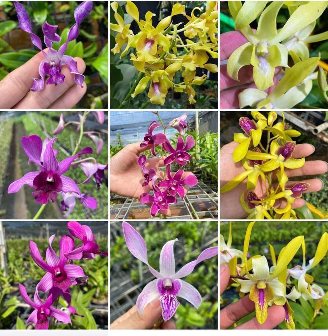 Lan Denro Nắng nhiều màu