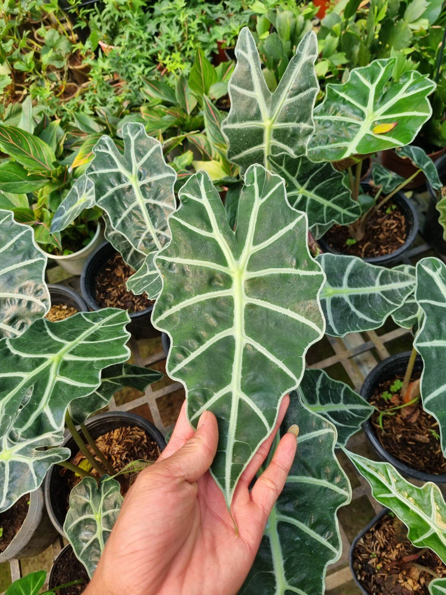 Cây môn quan âm (Alocasia Polly)