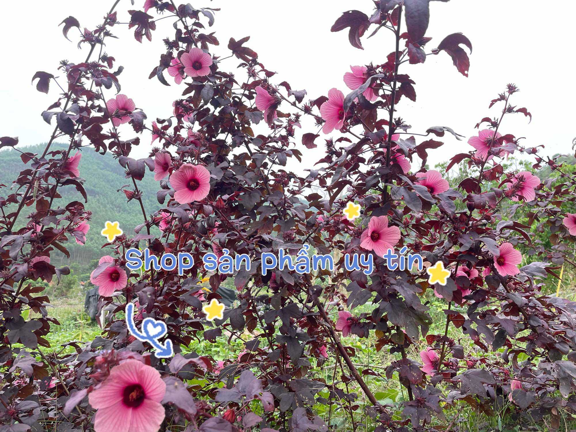 Cây bụp chua( hạt giống tự nhiên)