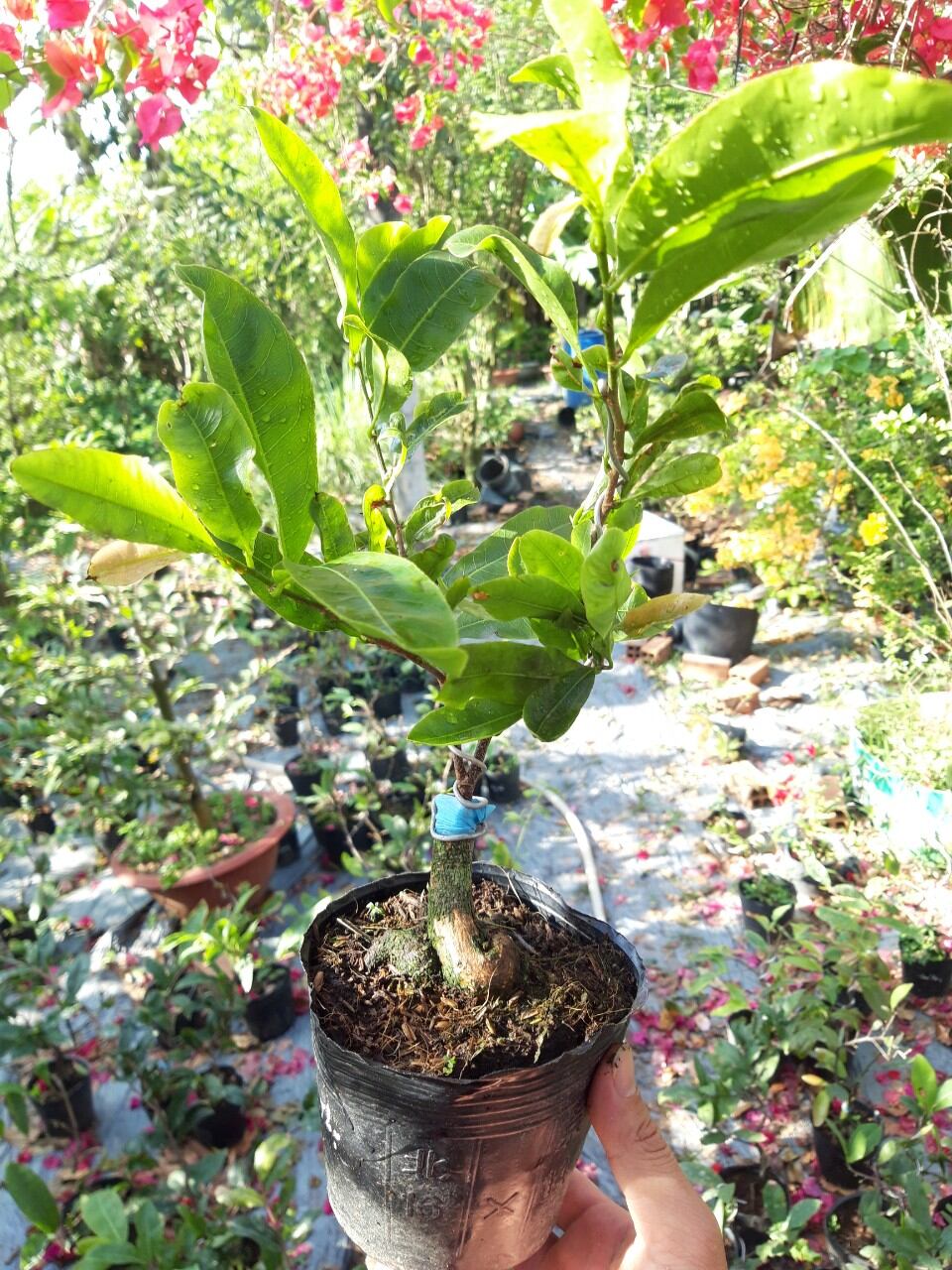 MAI CÚC VẠN THỌ CÁNH XOĂN