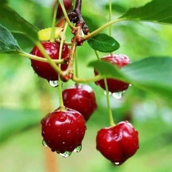 Cây giống cherry Brazil siêu sớm