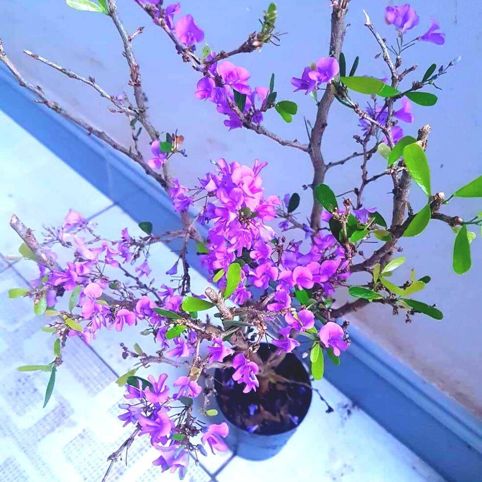 Cây linh sam hoa tím, siêu bông, lặp hoa nhanh, dễ trồng, ít sâu bệnh, cao 40cm