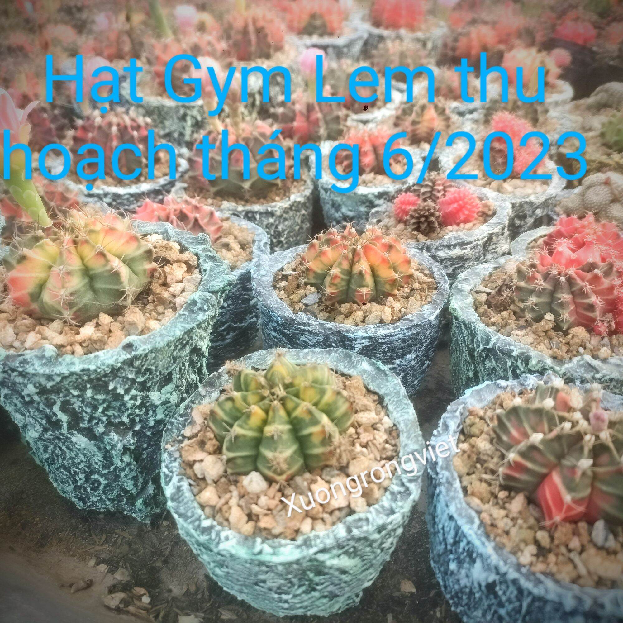Hạt Giống Xương Rồng Gym lem