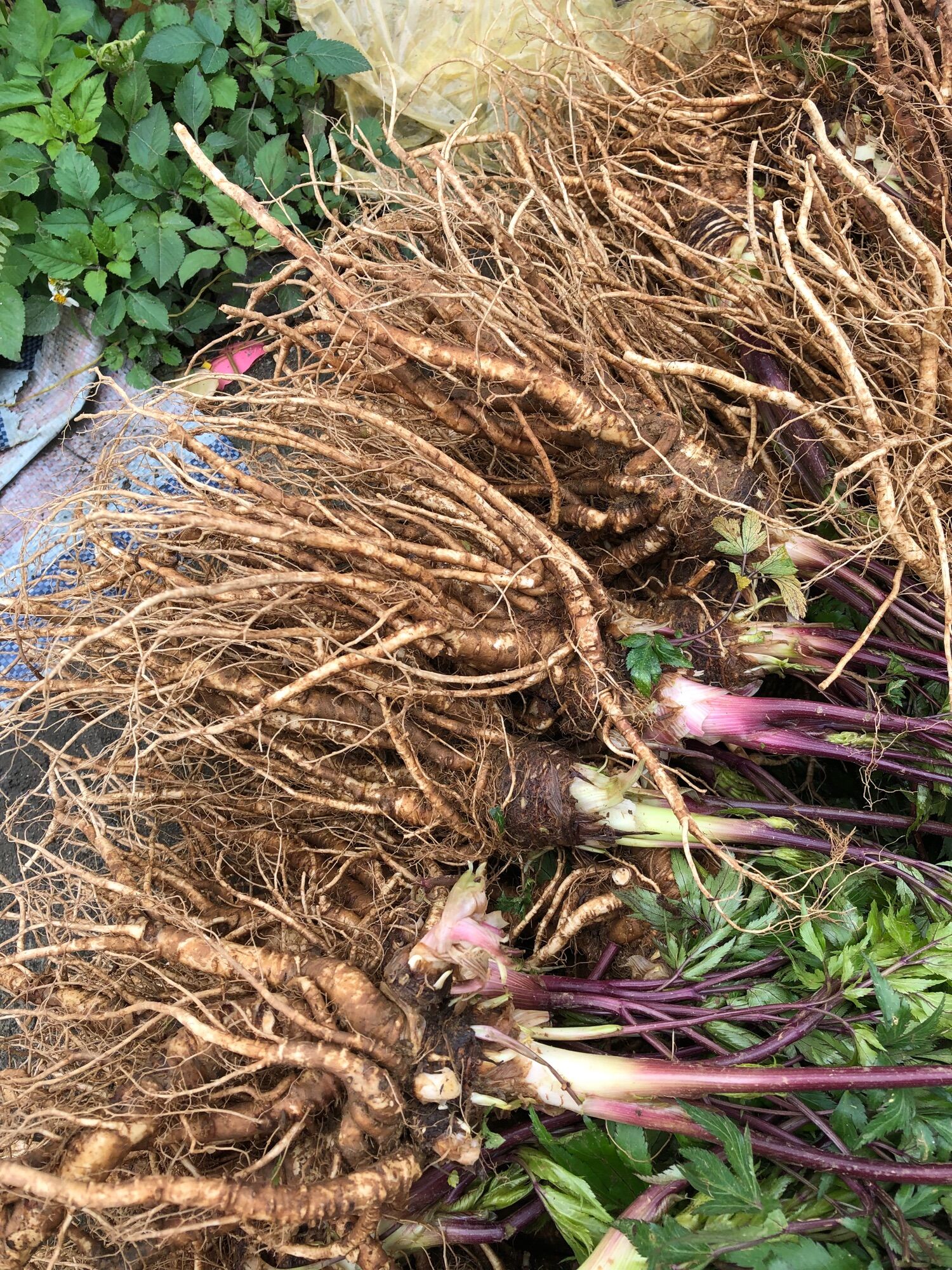 Sâm đương quy tươi Sìn Hồ Lai (120k/kg)