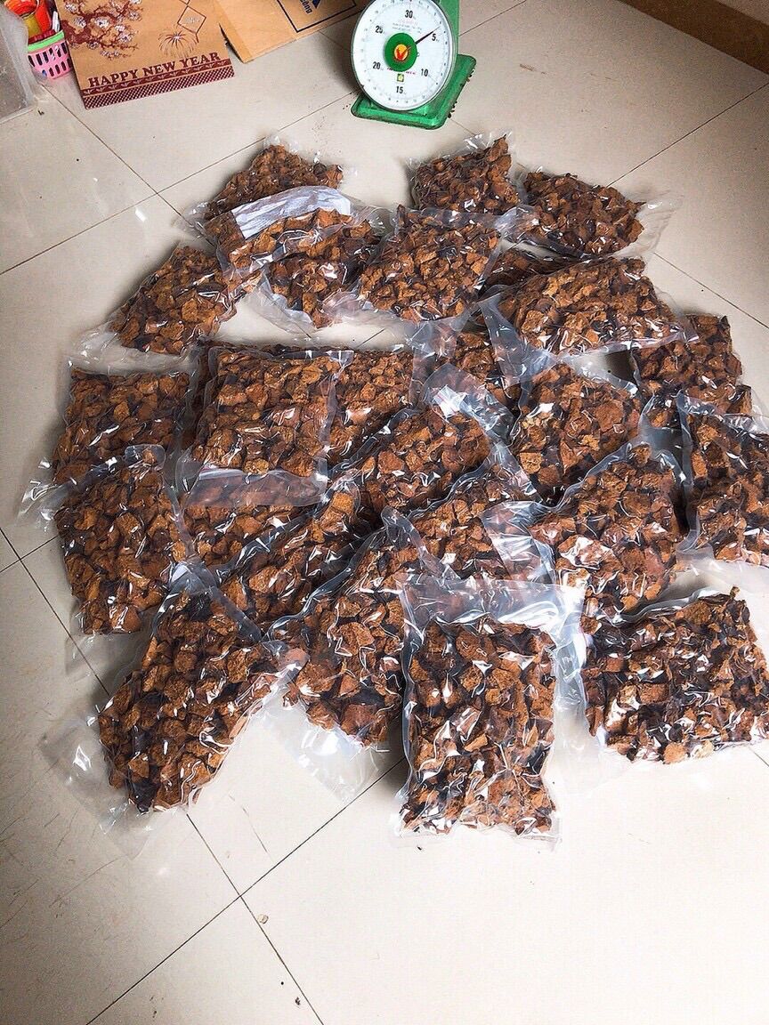 Nấm Chaga Nga 700k/kg