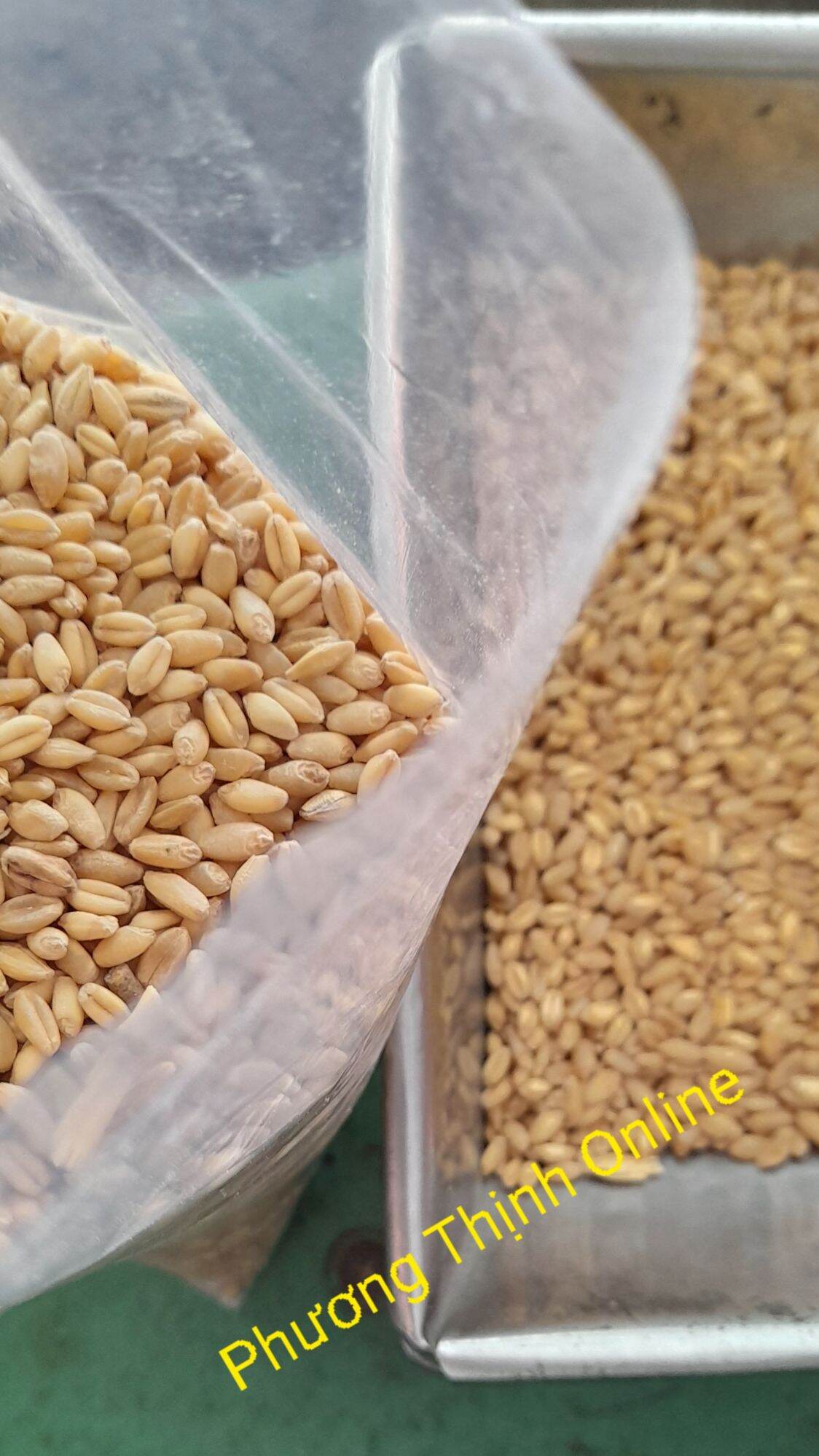 5Kg Lúa mì cho gia cầm