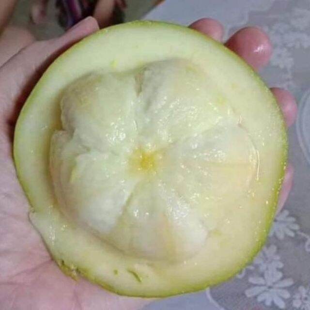 CÂY GIỐNG BÁNH KEM NHẬP KHẨU