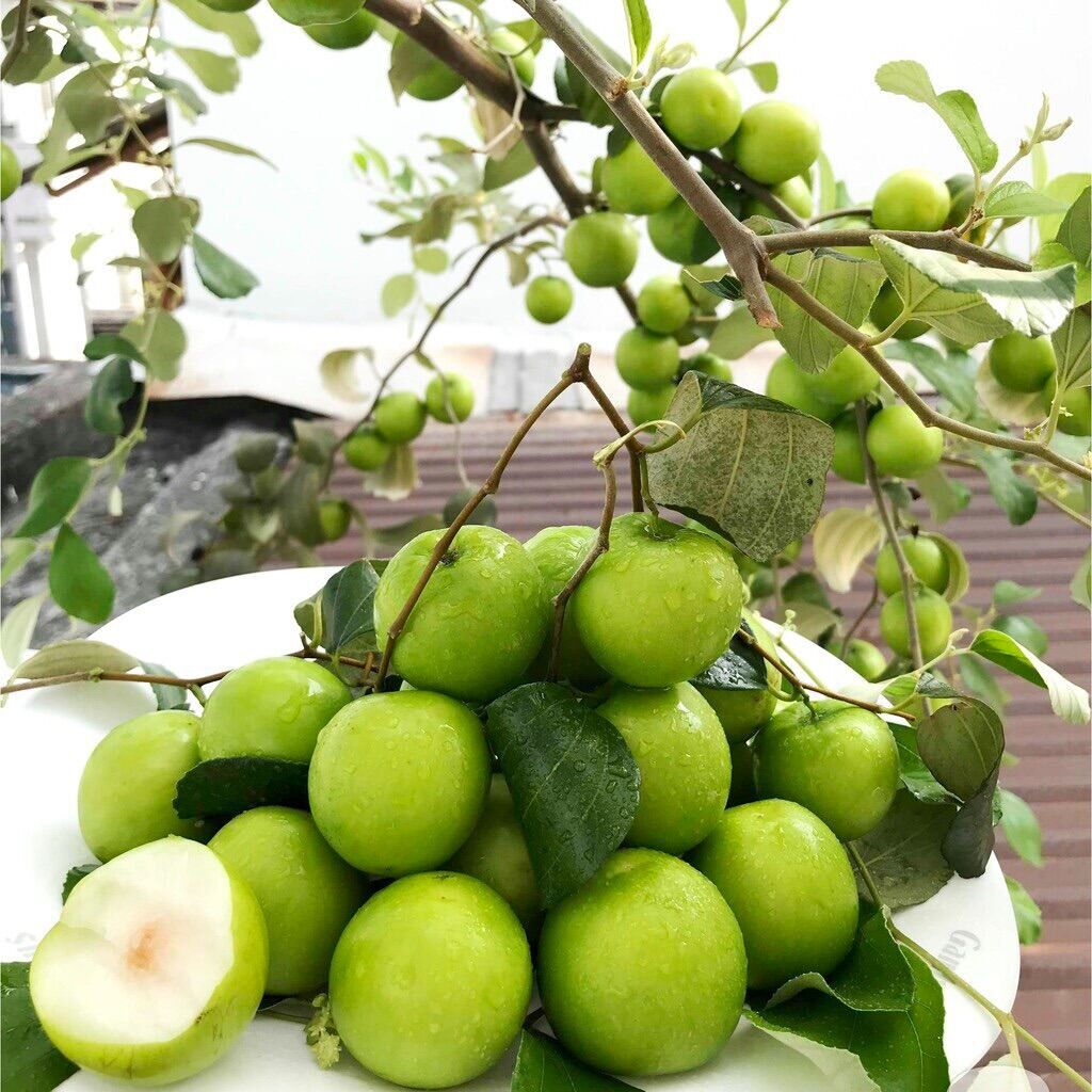 Cây táo xanh Thái Lan - siêu trái chùm, chuẩn giống