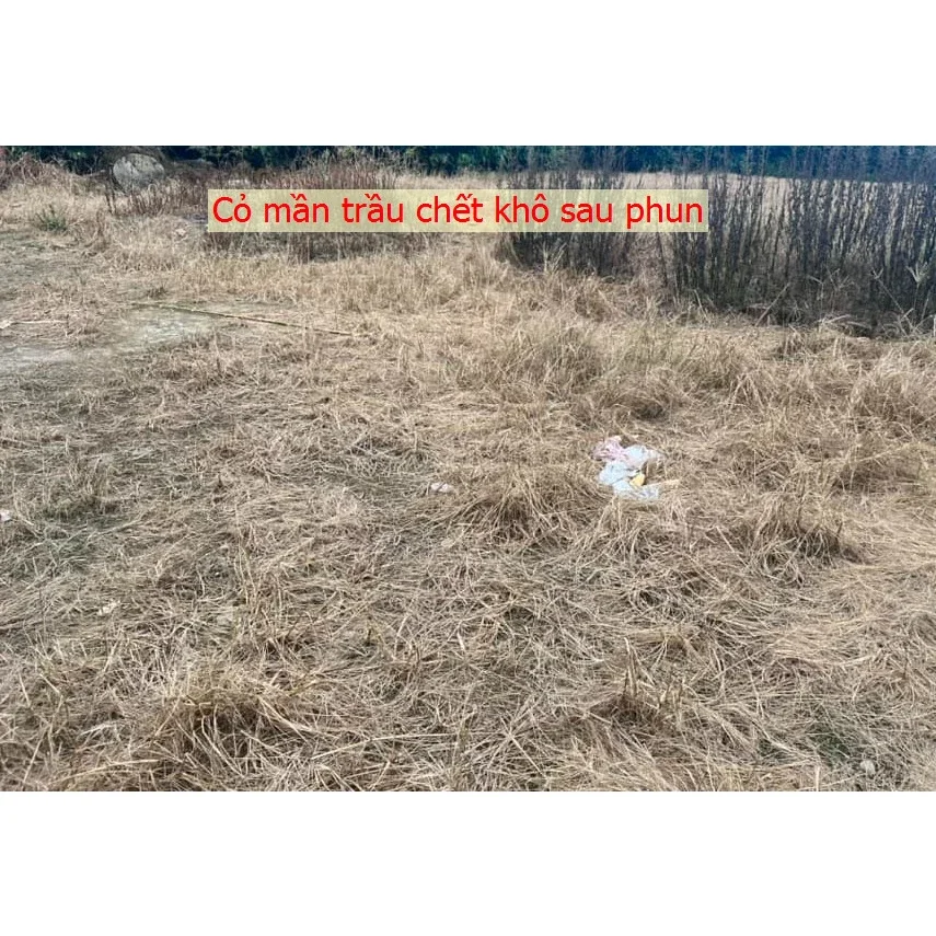 Thuốc Diệt Cỏ 88.8.Thuốc Trừ Cỏ Lưu Dẫn Mạnh glysate Gói 50g