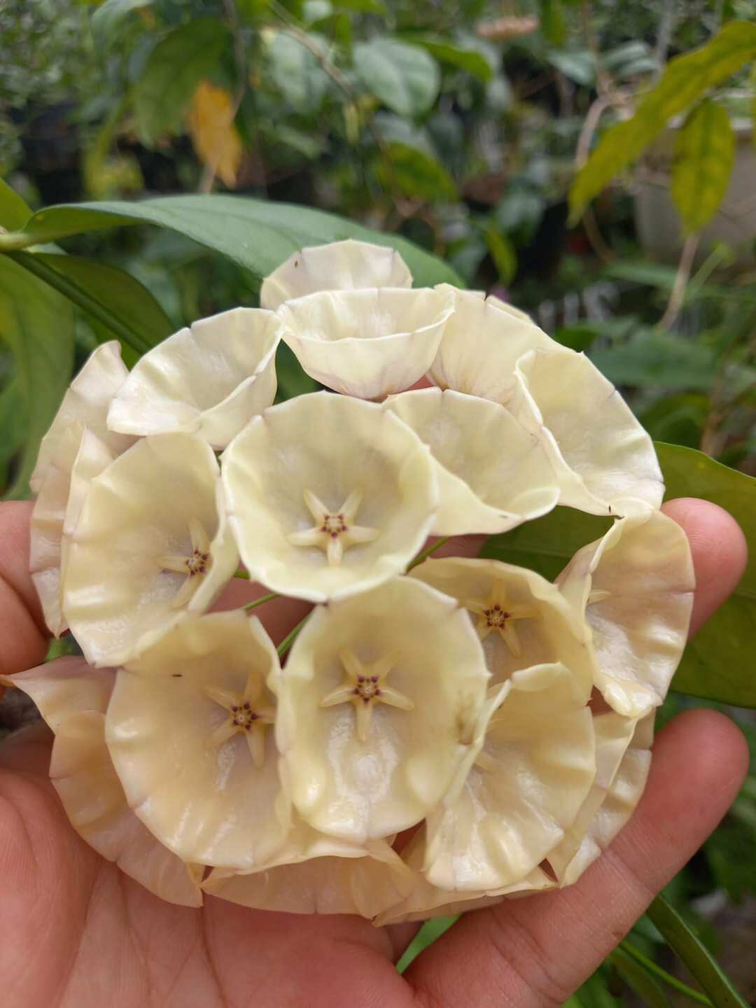 Cẩm cù chén trắng hoa to thơm