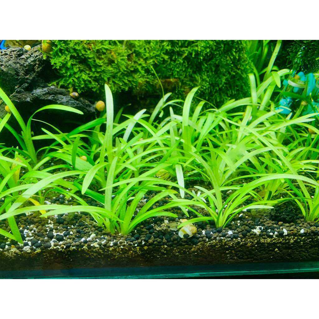 Cây cỏ thìa thủy sinh-20k/10ngọn