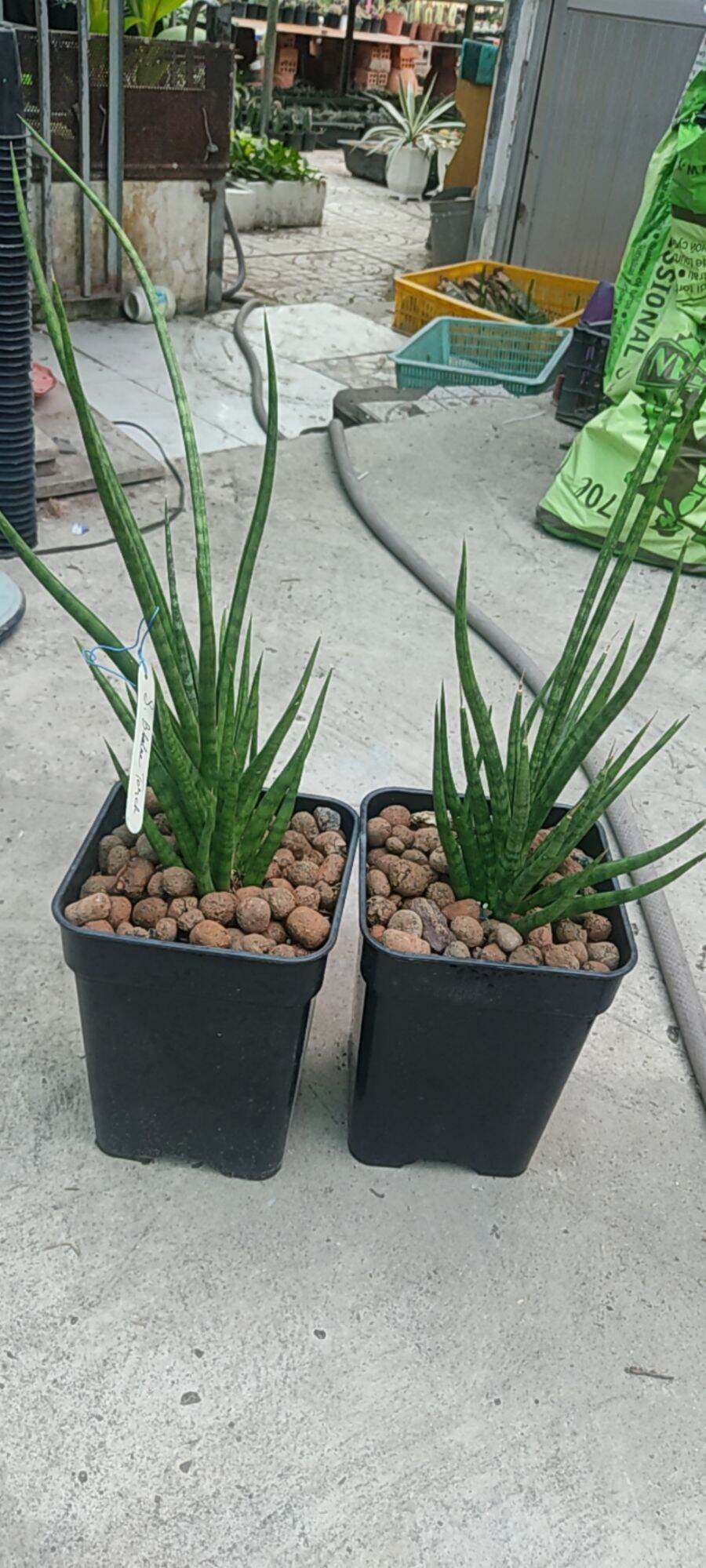 Cây lưỡi hổ lá uốn lượn - Sansevieria Bunlue Torch / Medusa