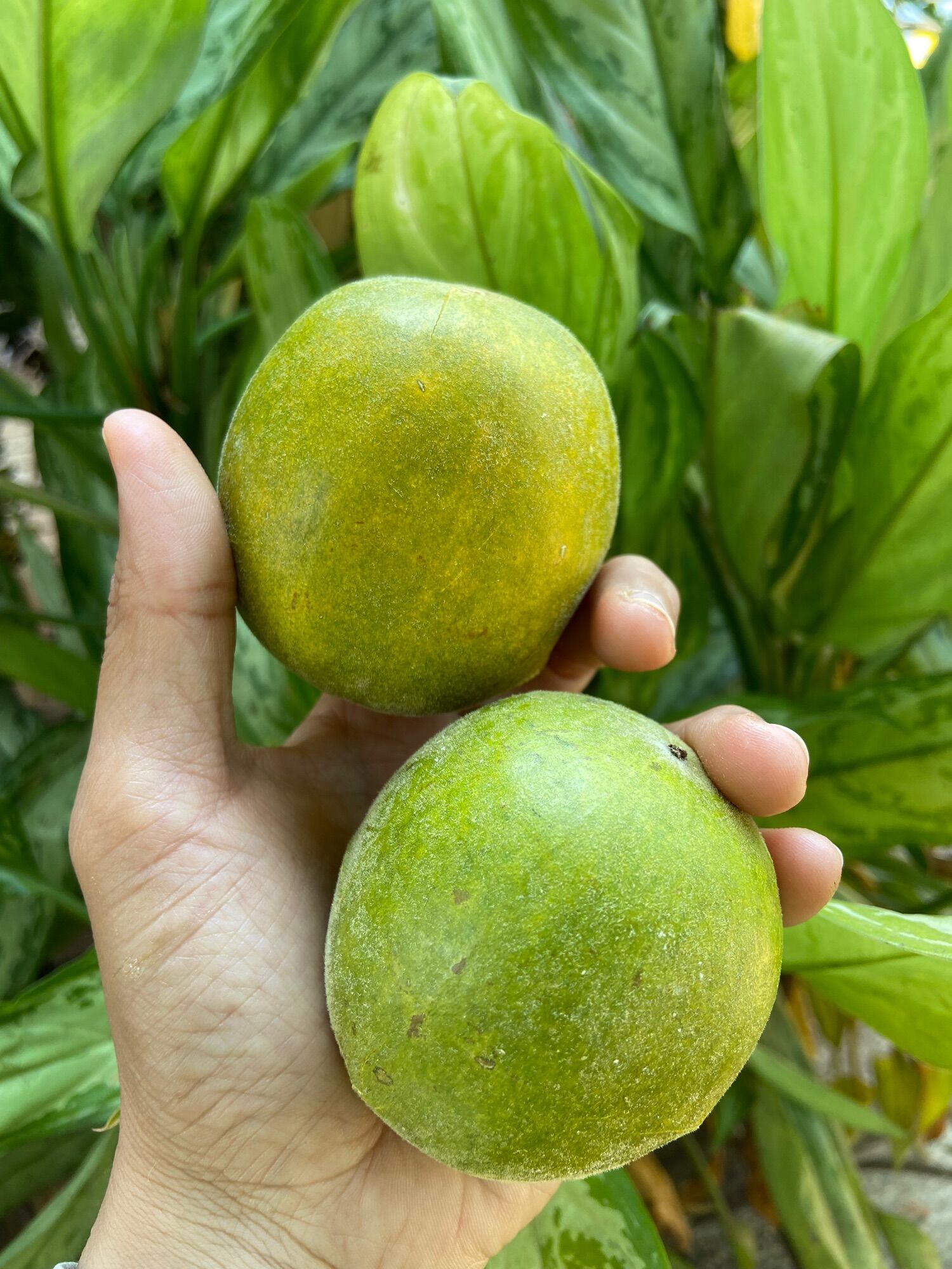 Hạt giống la hán quả
