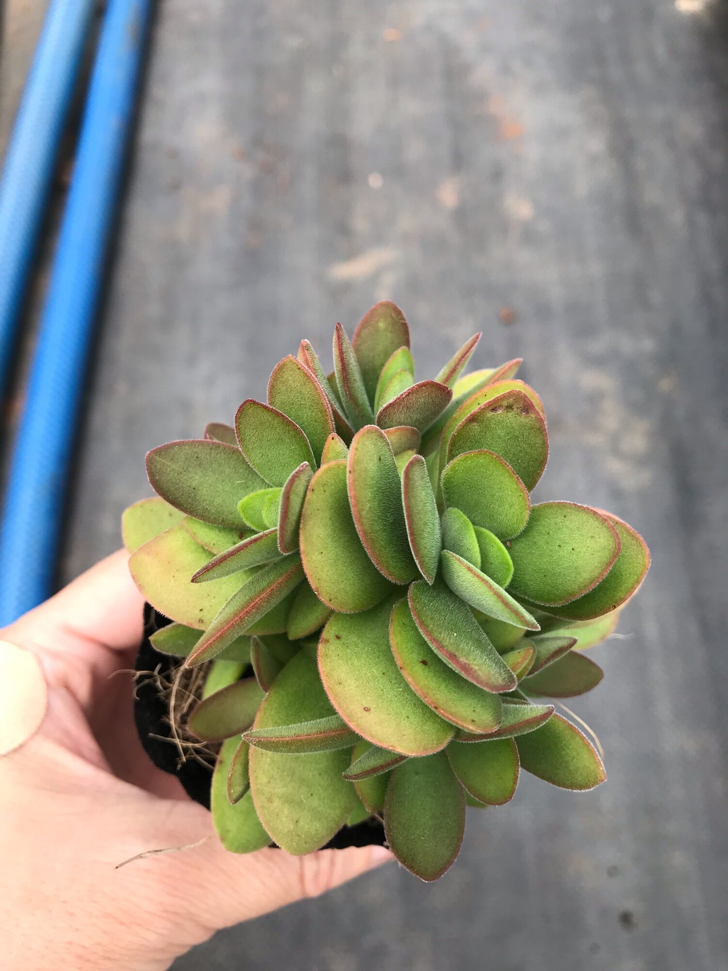 Sen đá bướm xanh cute size bầu