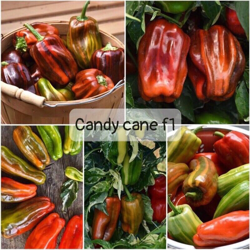 Hạt giống ớt ngọt candy cane hàng mỹ 5 hạt f1