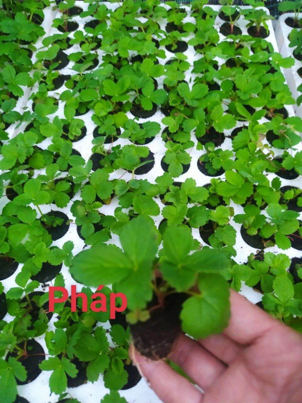 Combo 10 cây dâu cấy mô pháp trong vỉ