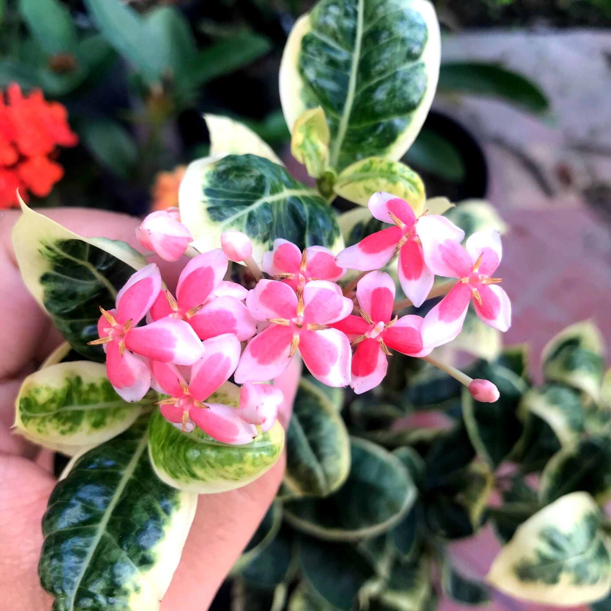(1 chậu) Cây bông trang cẩm thạch (hoa mẫu đơn) - lá trung