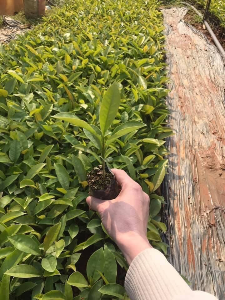 Hoa leo Hồng anh(1 bầu cây giống)