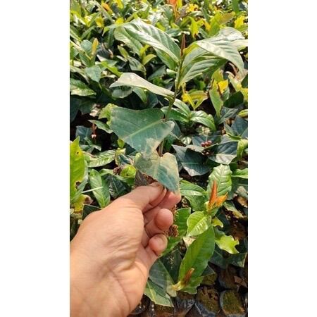 2 cây giống hoa hải đường