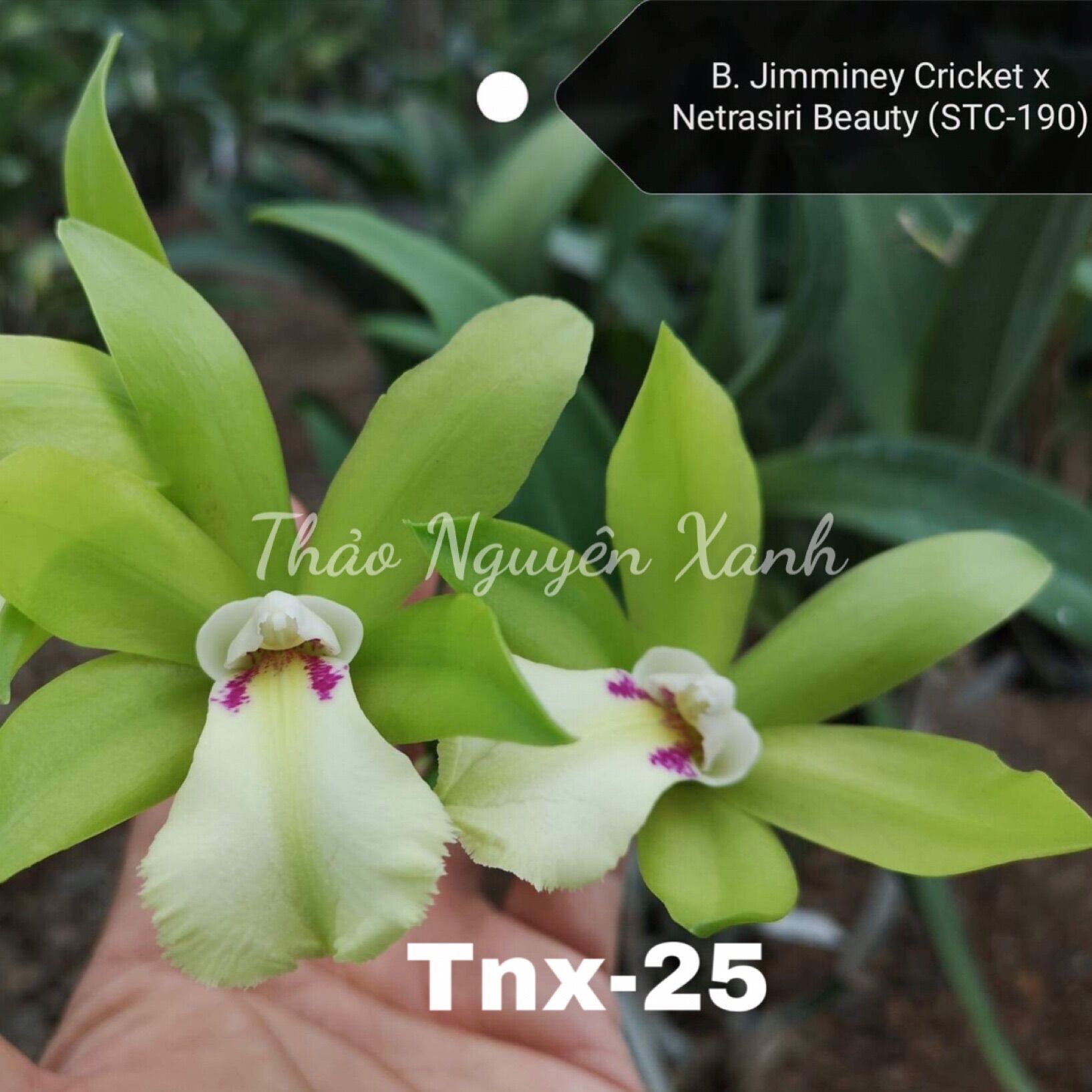 Tnx25 - lan cattleya hoa xanh lưỡi trắng - cây con