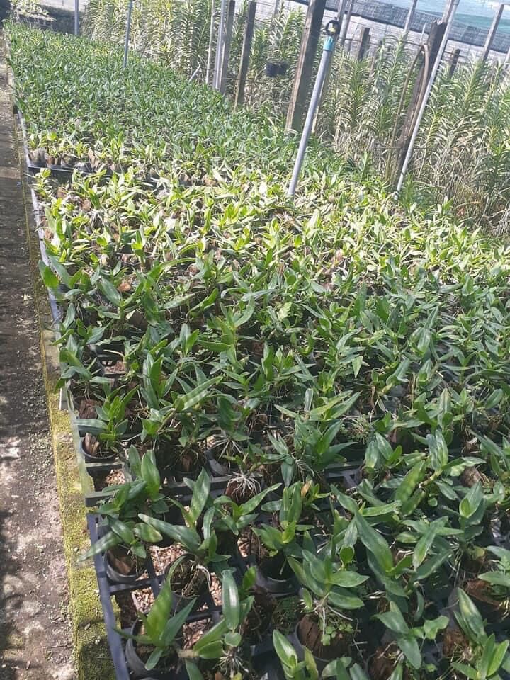 Lan Dendro Nắng Thơm Bà Liễu - Cây Con