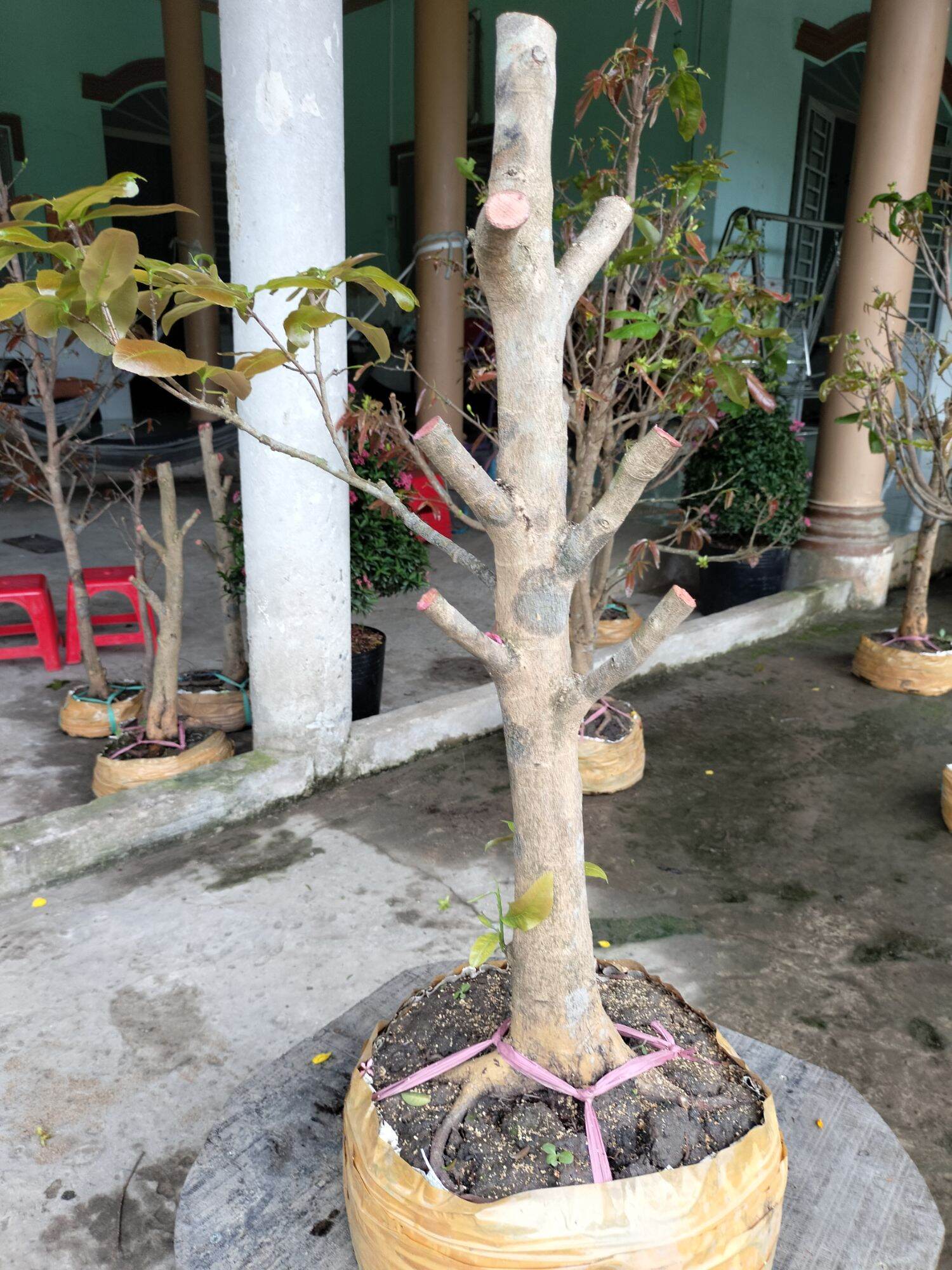 Mai phôi cao 74 thích hộp để ghép trống chậu