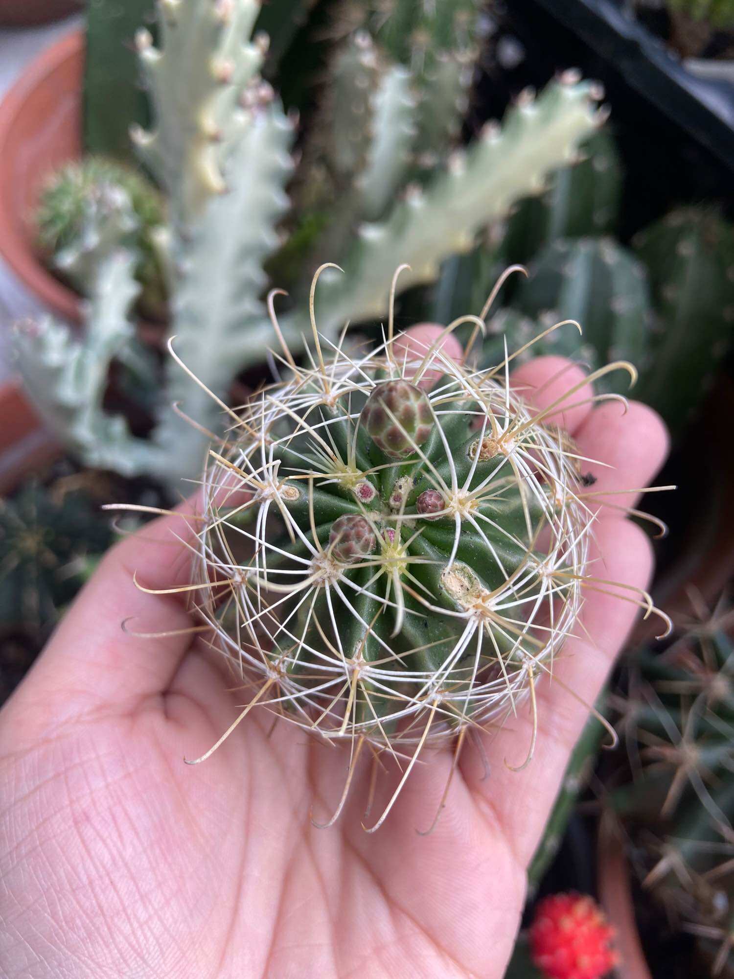 [Hcm]Hamato Cactus with Golden Flowers