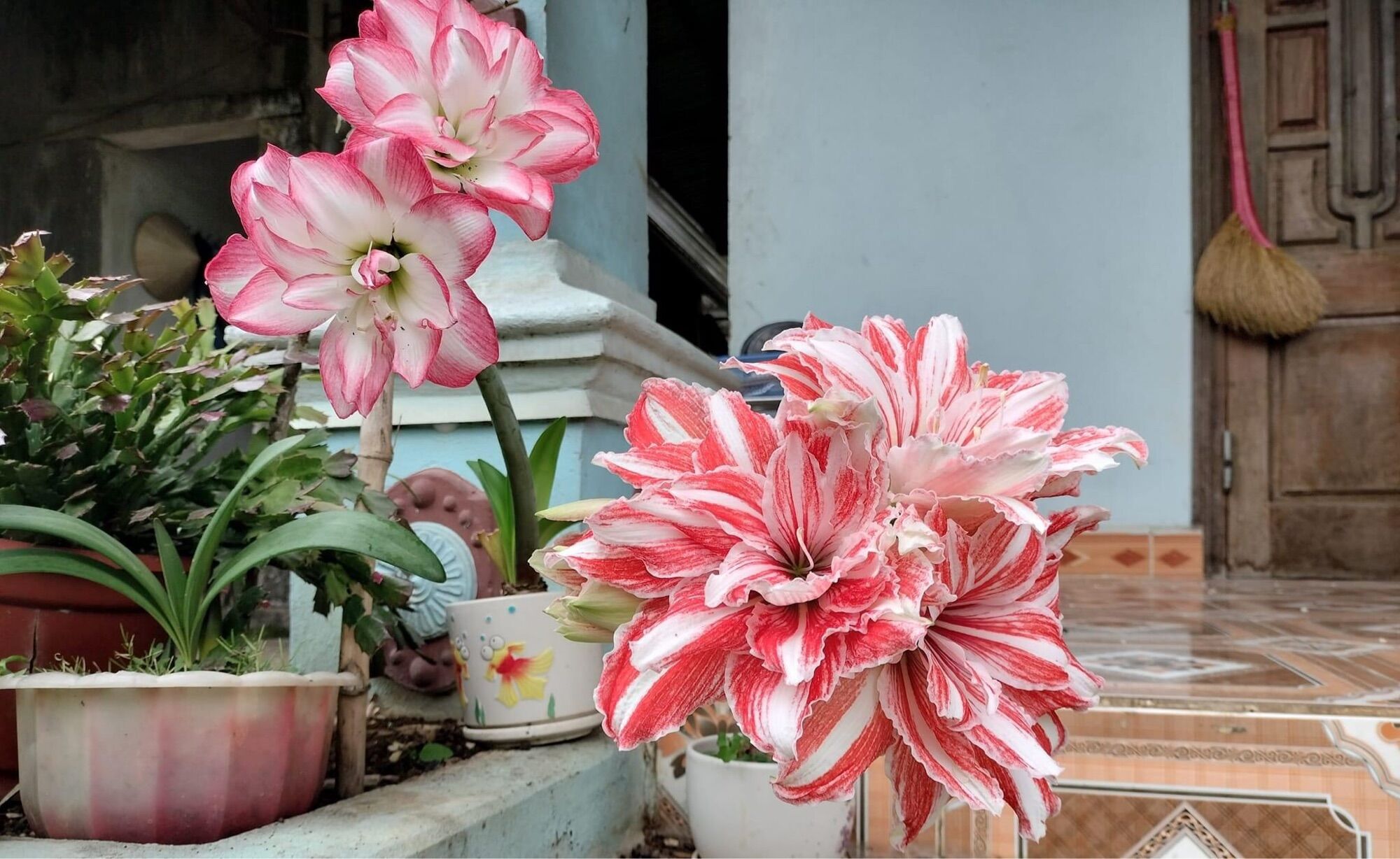 Tặng củ hoa Huệ kép( 5 củ)