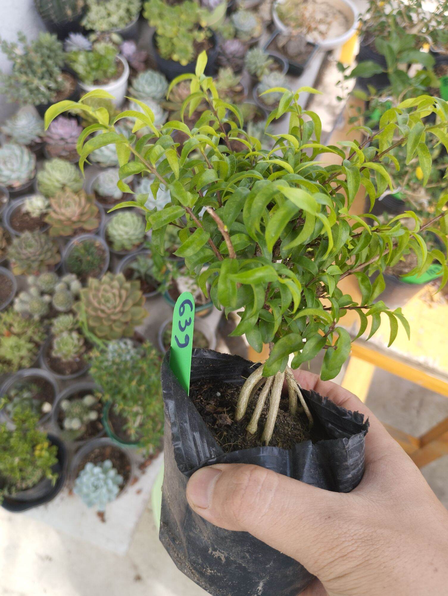 Mini Bonsai Water Matting Plant