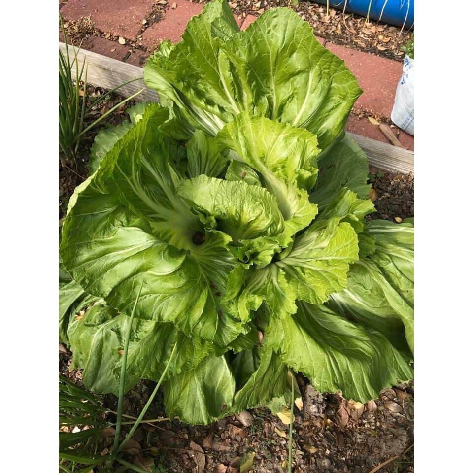 Gói Cải Dưa Bẹ ( dưa muối) gói 100g Chất lượng Cao