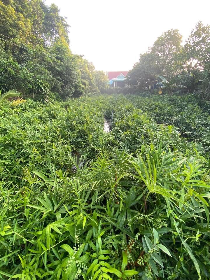 [Cây giống] giống cây Rau móp