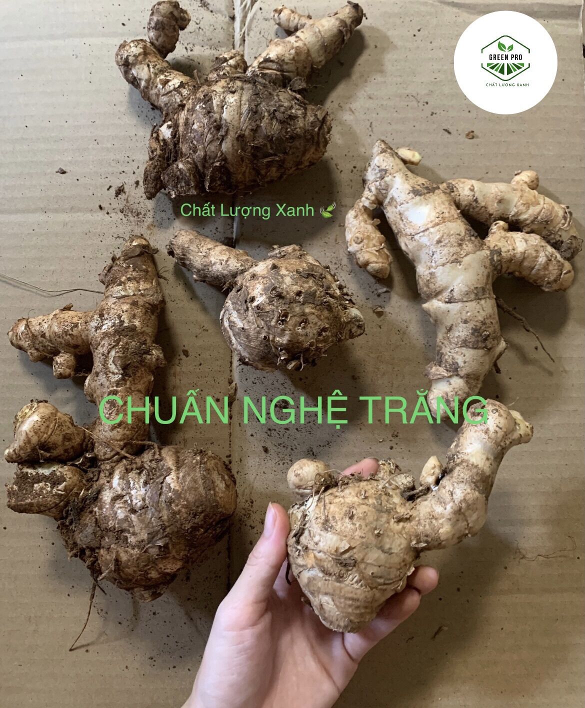 NGHỆ TRẮNG ( NGHỆ ĐỘC THÂN )