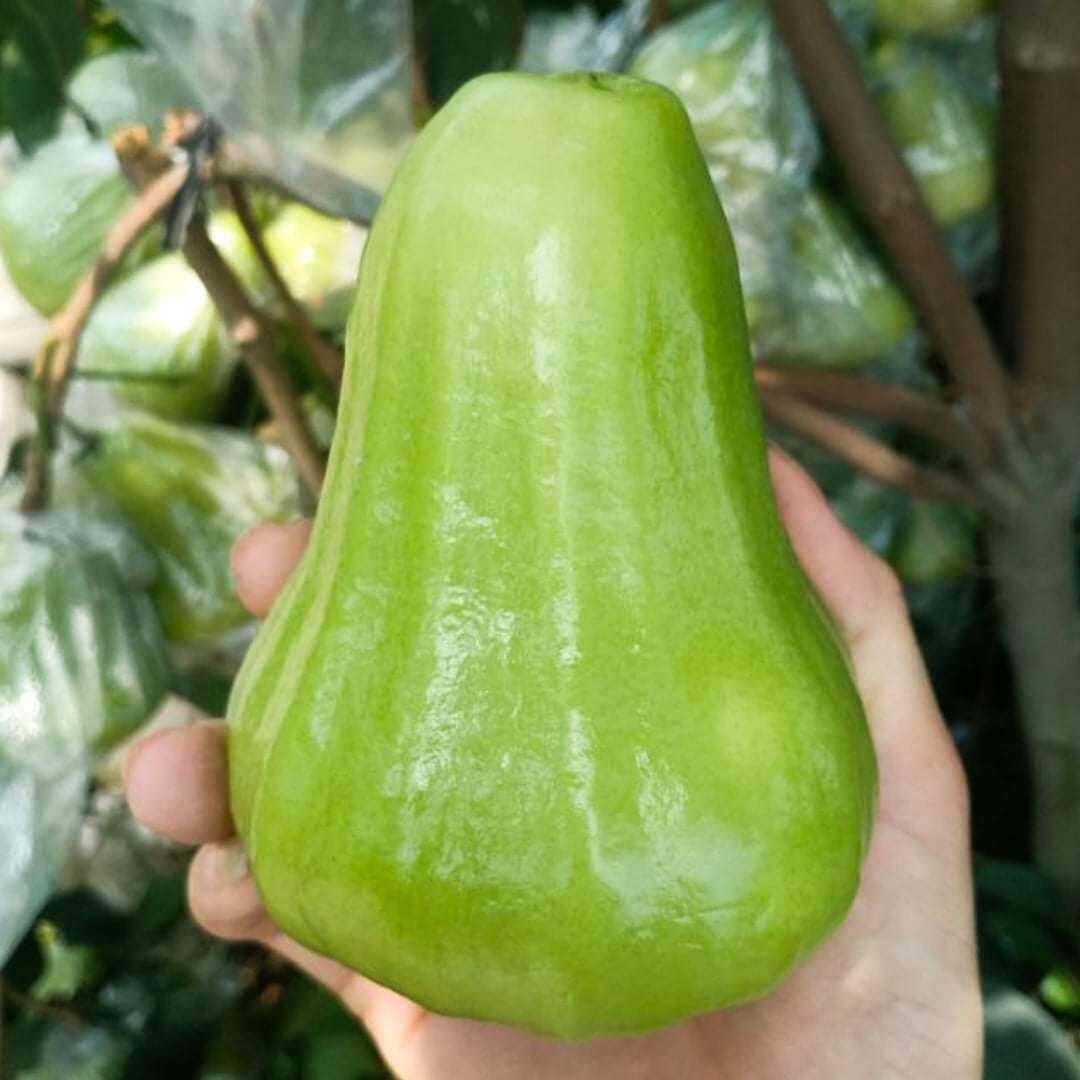 cây mận đường xanh